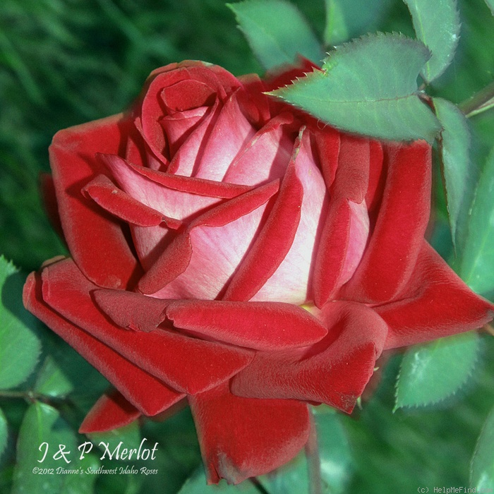 'J & P Merlot' rose photo