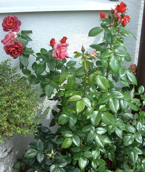 'Hot Chocolate (floribunda, Carruth, 2001)' rose photo