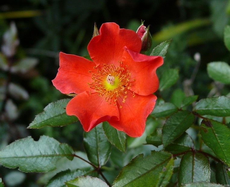 'Carmargue' rose photo