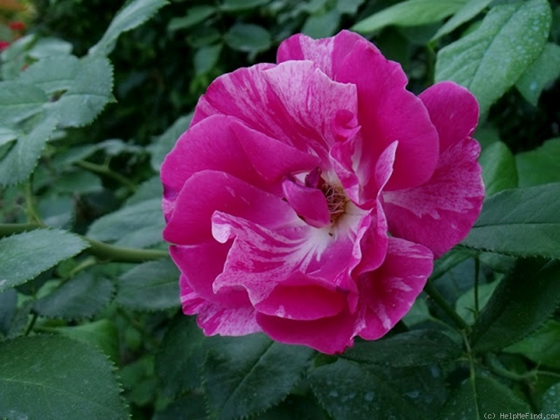 'Haus Habsburg' rose photo
