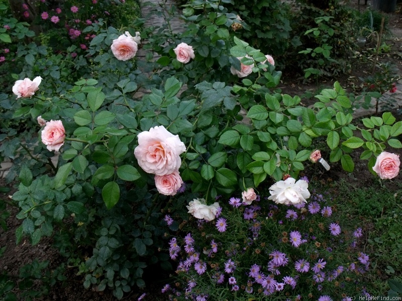 'Schloss Eutin ® Fairy Tale' rose photo