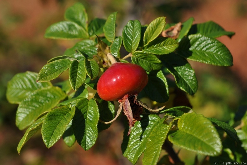 'Hansa (Rugosa, Schaum & Van Tol, 1905)' rose photo