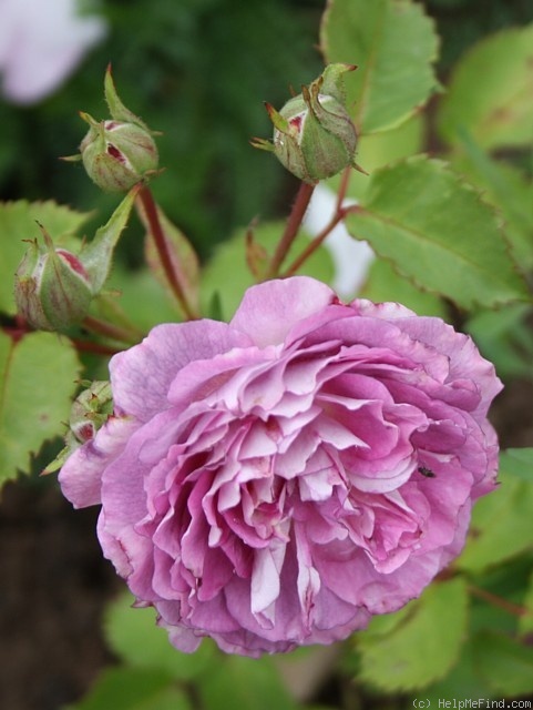 'Blue Tango' rose photo