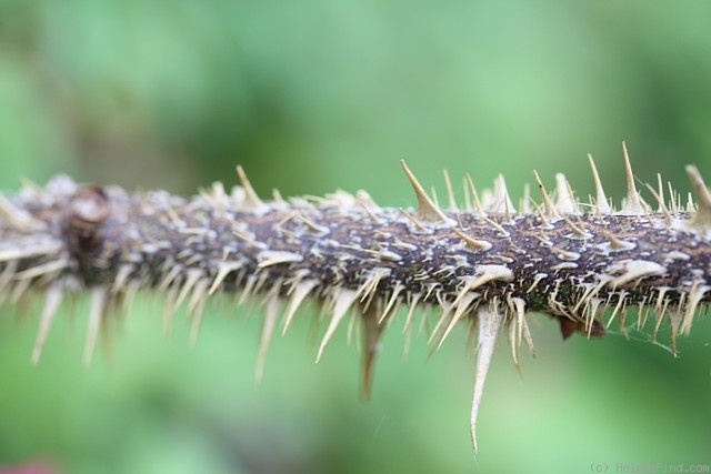 'Stine' rose photo