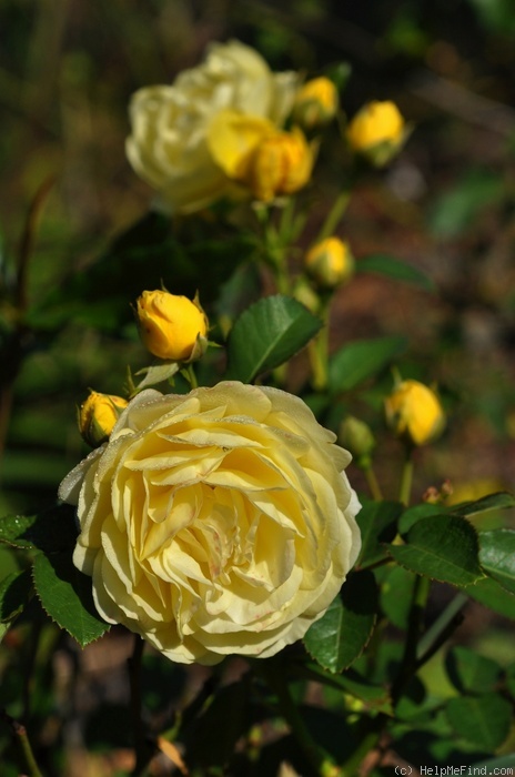 'Comtesse du Barry ®' rose photo