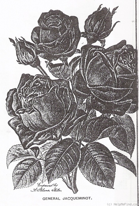 'Général Jacqueminot (hybrid perpetual, Roussel, 1853)' rose photo