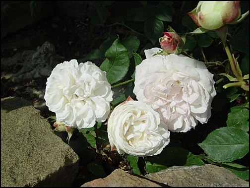 'Louise d'Arzens' rose photo