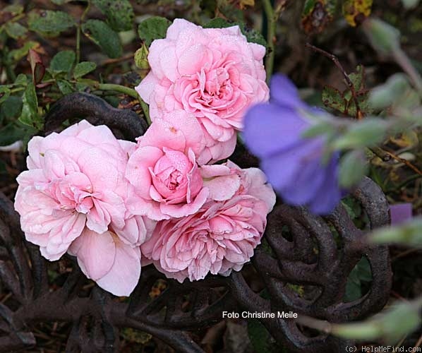'Belle Coquette' rose photo