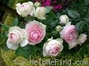 'Eden (Large Flowered Climber, Meilland, 1976/85)' rose photo