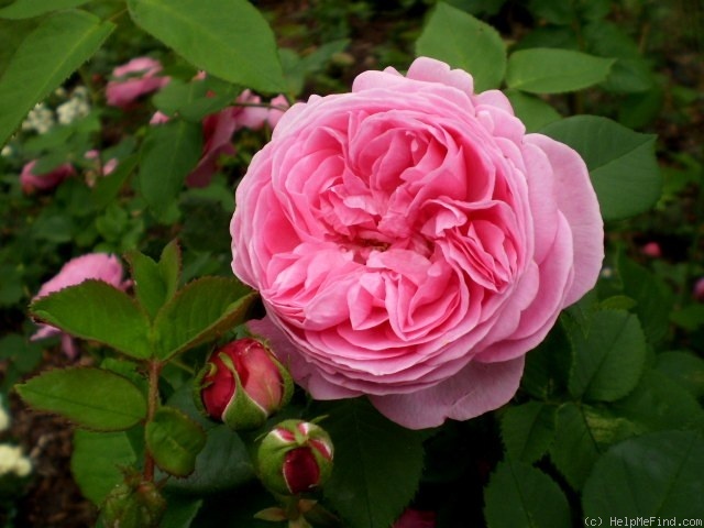 'Louise Odier (Bourbon, Margottin, 1851)' rose photo