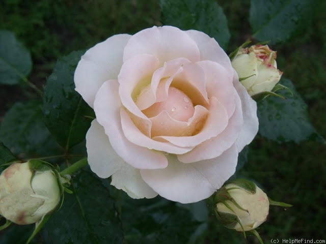 'My Girl (hybrid tea, Evers/Tantau, 2000/06)' rose photo