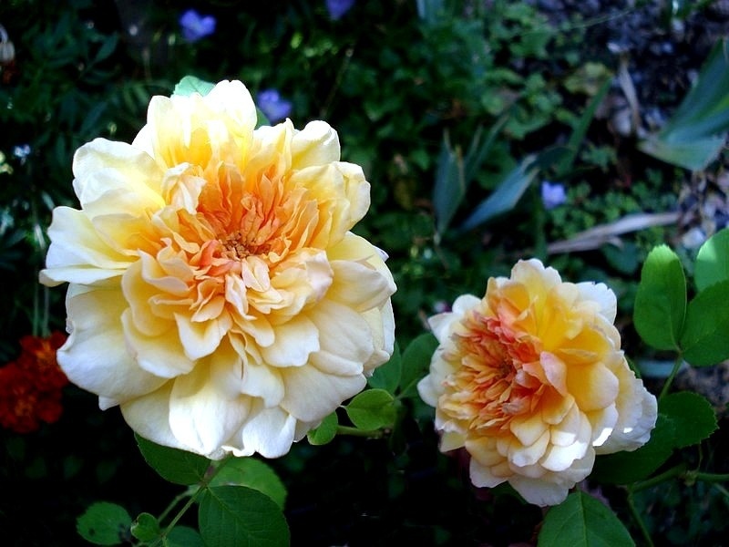 'Claudia Cardinale ® (shrub, Massad/Guillot, 1997)' rose photo
