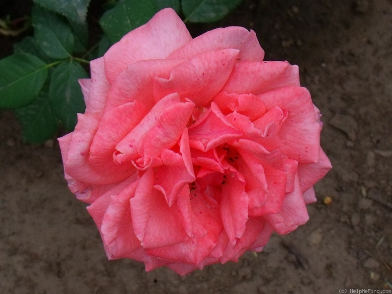 'Pariser Charme' rose photo