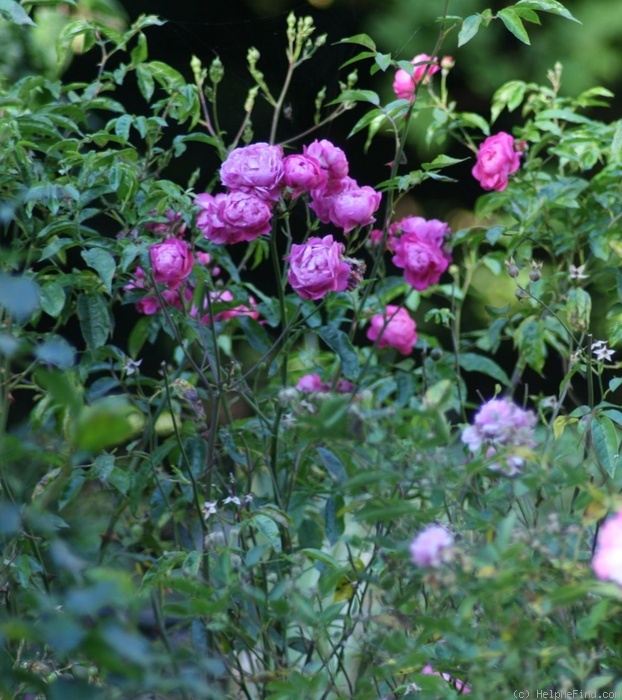 'Baptiste Lafaye' rose photo