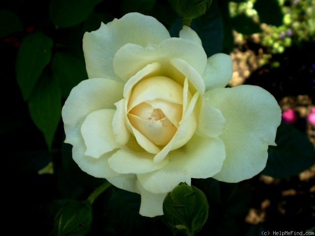 'Flora Romantica' rose photo