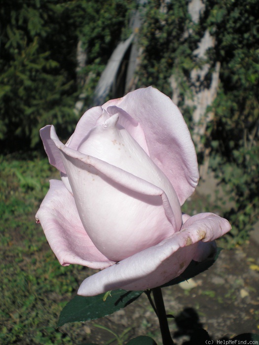 'Sissi ®' rose photo