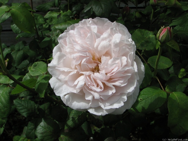 'Redouté' rose photo