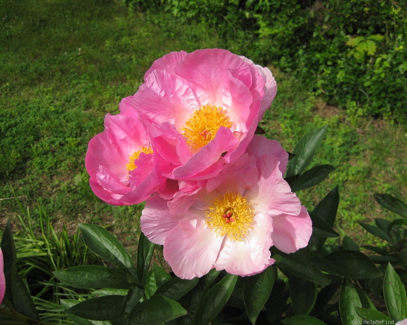 'Dawn Pink' peony photo