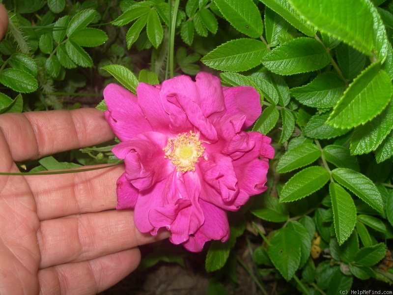 'Scarlet Pavement' rose photo