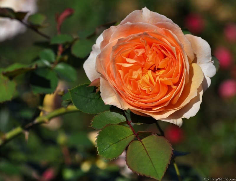 'Froufroutante Jackie ®' rose photo