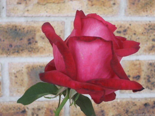 'Ethel Dawson' rose photo