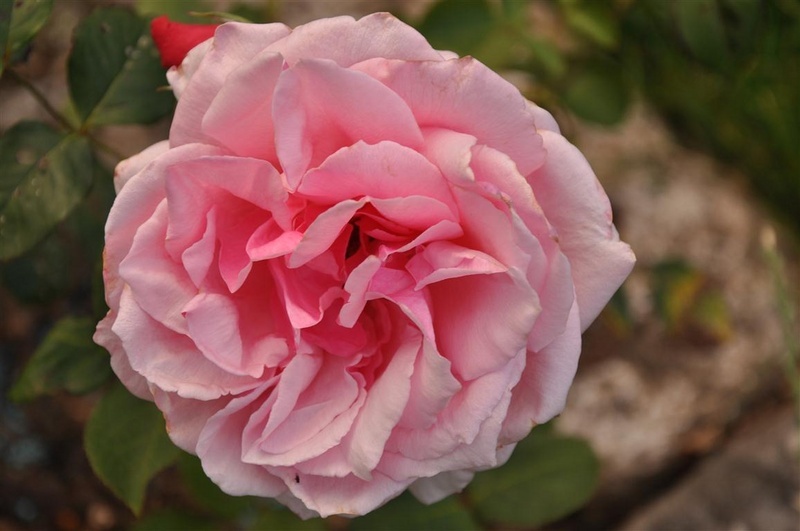 'Elli Knab' rose photo