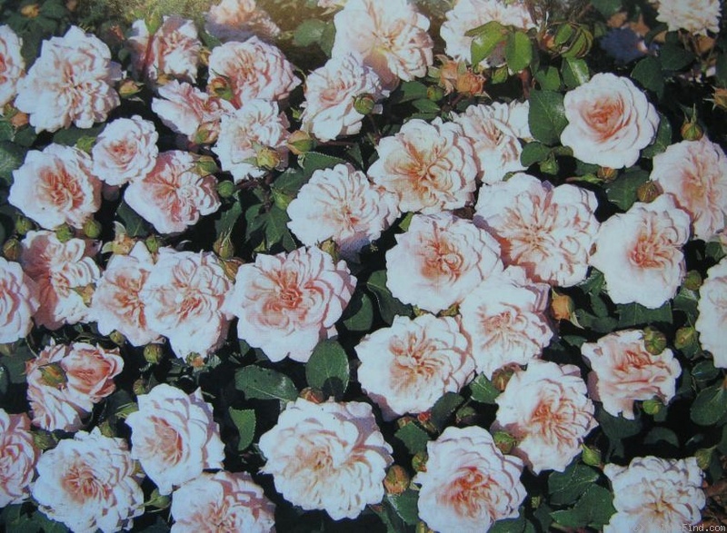 'Altaïr ®' rose photo