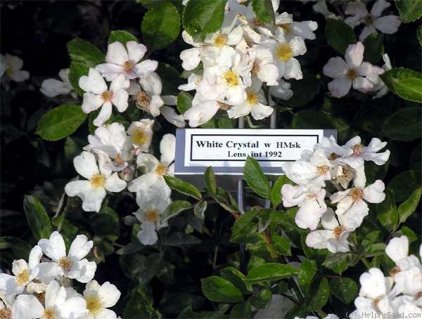 'White Crystal' rose photo