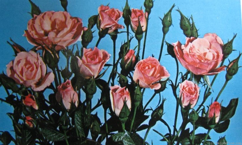 'San Valentin' rose photo