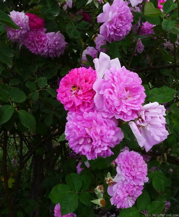 '<i>Rosa multiflora</i> f. <i>platyphylla</i>' rose photo