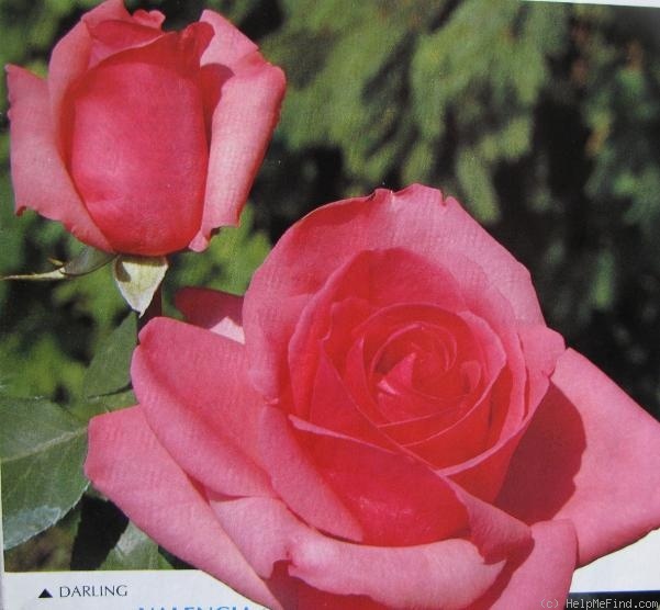 'Darling (hybrid tea, Kordes, 1994)' rose photo