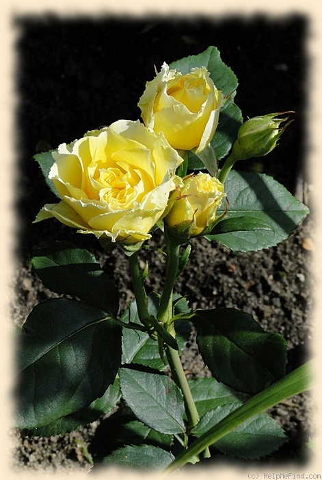 'Smooth Buttercup' rose photo