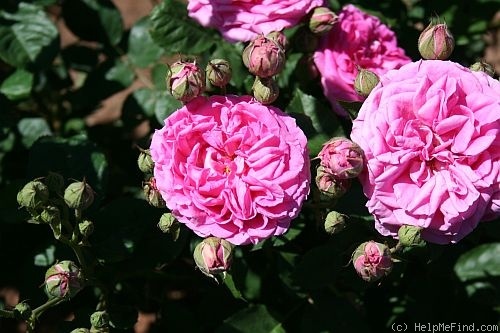 'Fine Dressin' rose photo