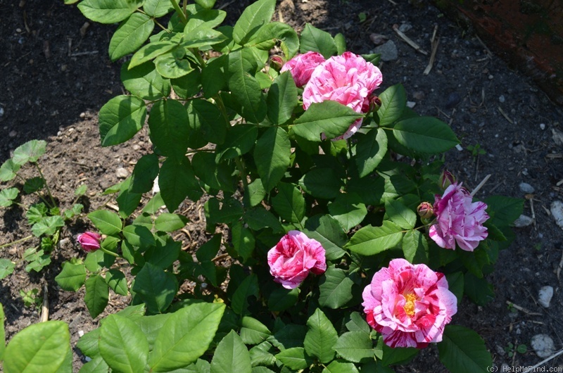 'Ferdinand Pichard' rose photo