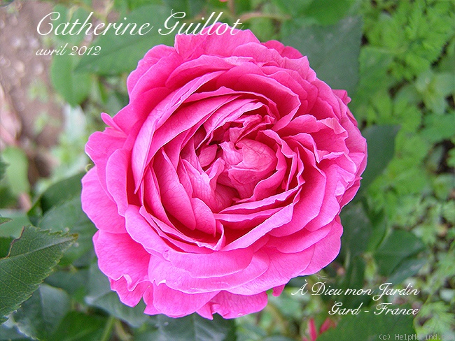 'Catherine Guillot (bourbon, Guillot fils 1861)' rose photo