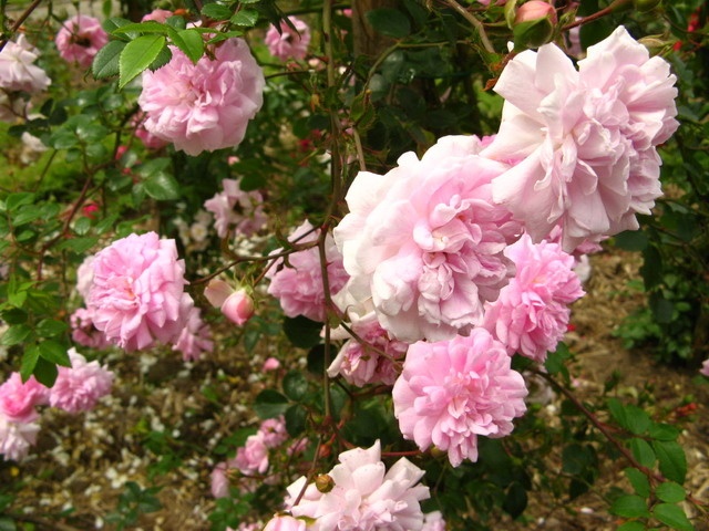 'Jules Levacher' rose photo