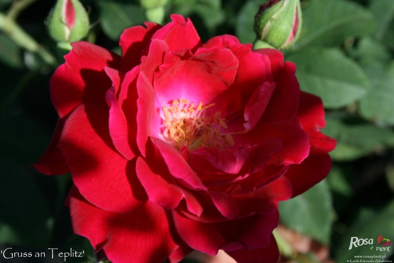 'Gruss an Teplitz' rose photo