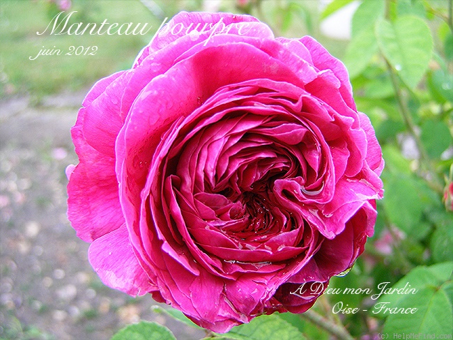 'Manteau Pourpre' rose photo