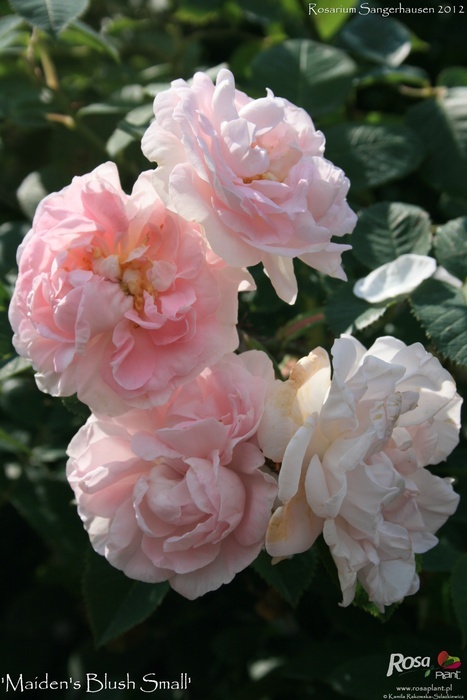 'Maiden's Blush, Small' rose photo