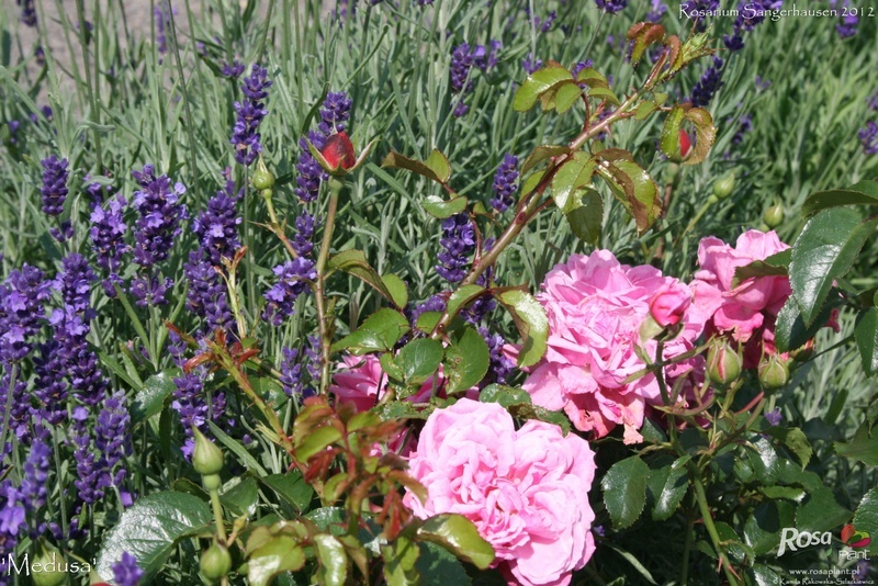 'Medusa ® (shrub, Noack, 1996)' rose photo