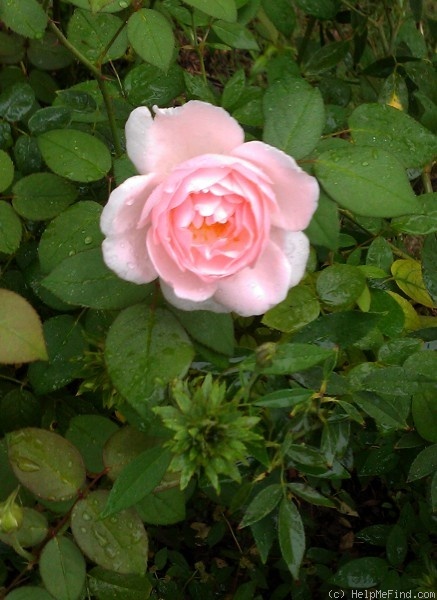 'Dawn Star' rose photo