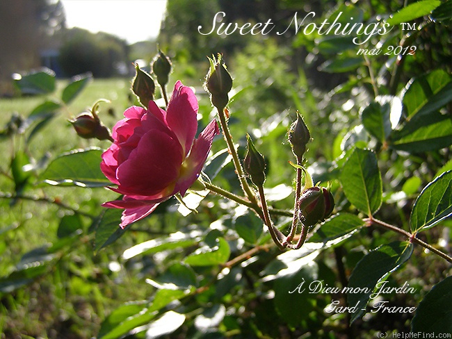 'Sweet Nothings ™' rose photo