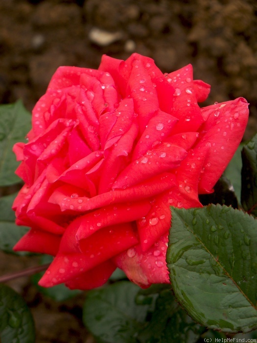 'Ogni Jalty' rose photo