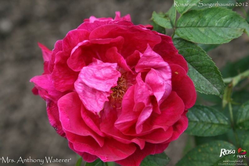 'Mrs. Anthony Waterer' rose photo