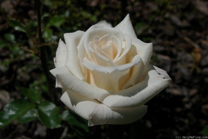 'Antique Silk' rose photo
