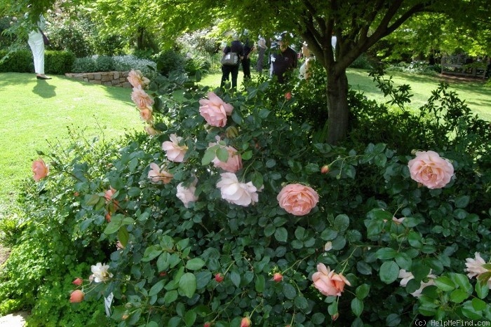 'Avril Elizabeth Home' rose photo