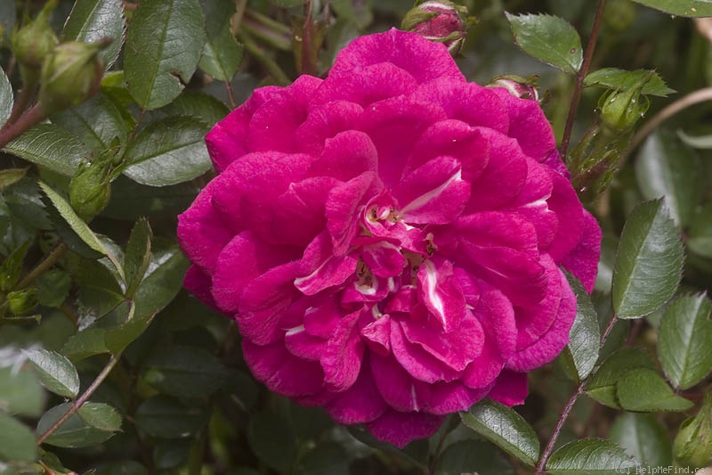 'Purple Rain ® (shrub, Kordes, 1998/2009)' rose photo