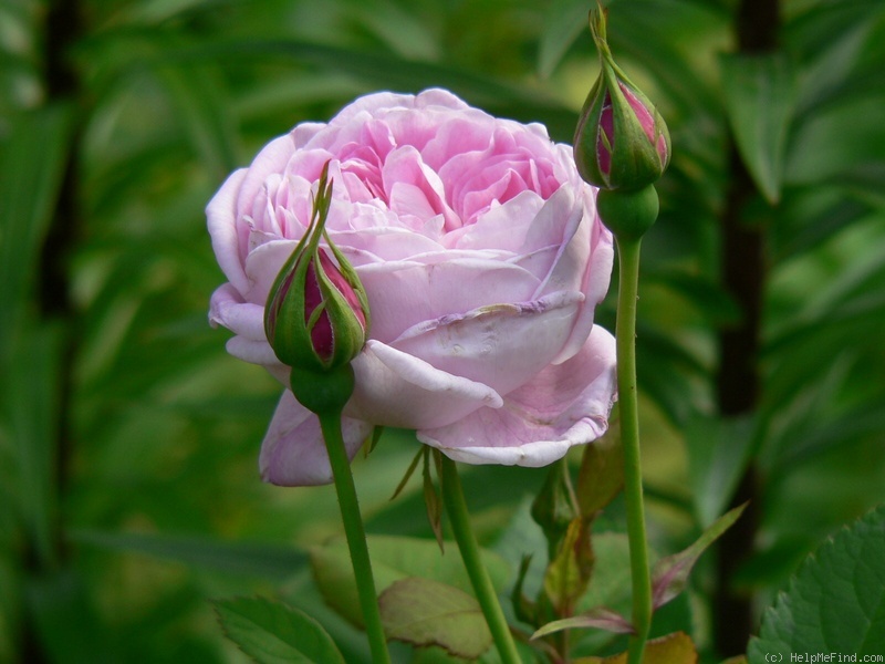 'Queen Anne' rose photo
