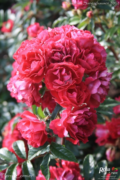 'Pierre Cormier' rose photo
