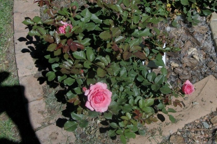 'Bridget (floribunda, Kordes, 1993)' rose photo